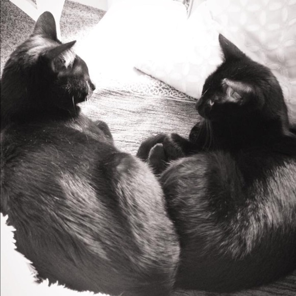 Not for sale— most of my pets, some who have passed over the Rainbow Bridge. 🥹 - Picture 2 of 16